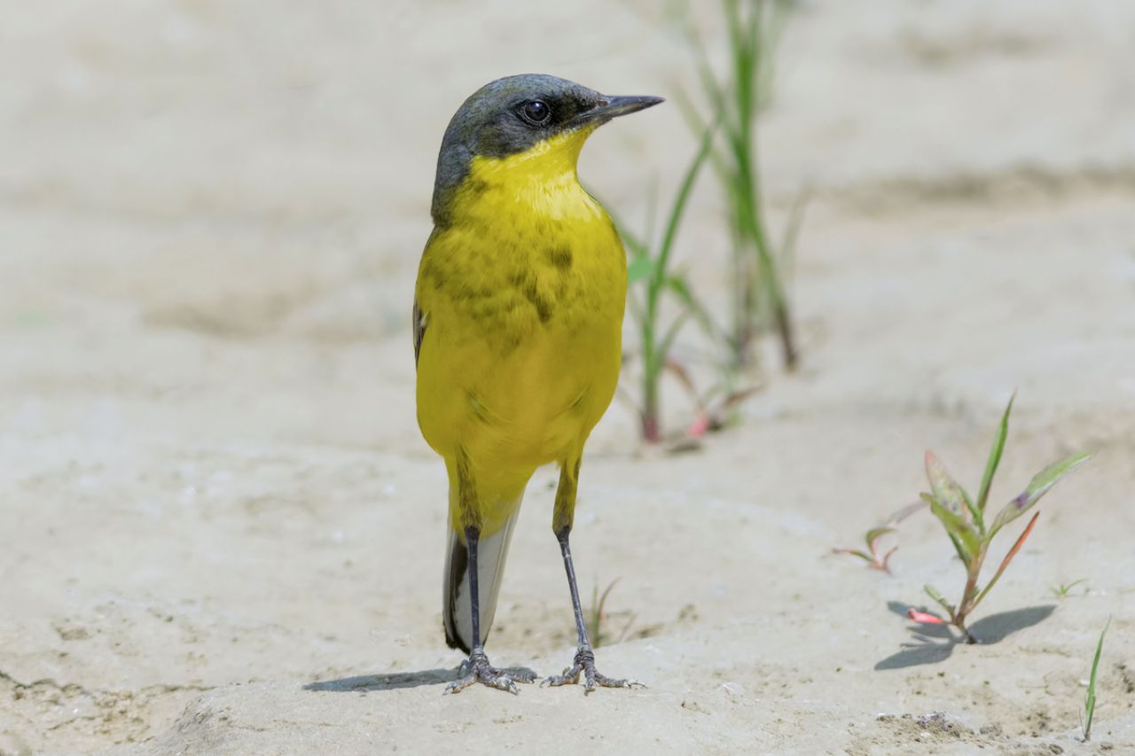 Cutrettola (Motacilla flava thunbergi)